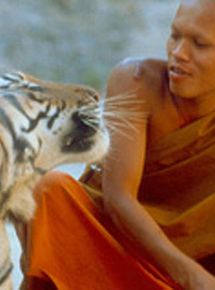Les Petits Bouddhas et les tigres