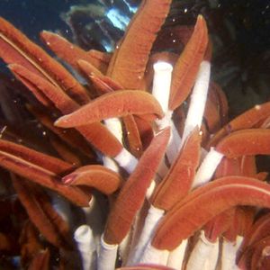 Aliens of the Deep : Photo James Cameron