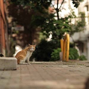 chat annemasse