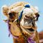 Cameldu3_4