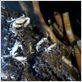 Aliens of the Deep : photo James Cameron, Steven Quale