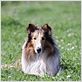 Lassie : Photo Charles Sturridge