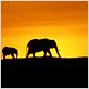 Un jour sur Terre : photo Alastair Fothergill