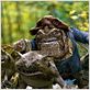 Les Chroniques de Spiderwick : photo Mark Waters