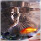 La Vie sauvage des animaux domestiques : photo Dominique Garing, Frédéric Goupil