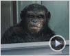 La Planète des singes : les origines Bande-annonce (2) VO La Planète des singes : les origines Bande-annonce (2) VO