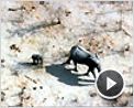 Un jour sur Terre Extrait vidéo (3) VF