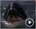 Sauvez Willy 2 Bande-annonce VO