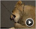 Le Roi Lion Making Of (3) VO