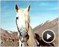 Lucky Luke Teaser (3)