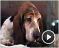 Baby Blues Extrait vidéo (3)