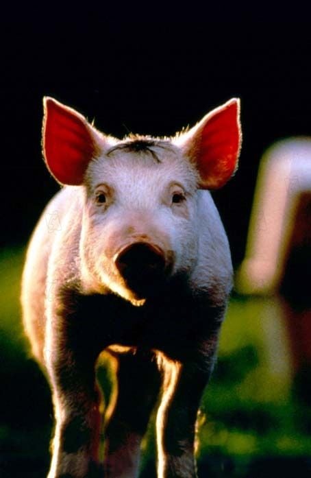 Babe Le Cochon Devenu Berger Streaming Vf Babe, le cochon devenu berger Film Streaming
