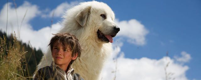 Race De Chien Dans Belle Et Sébastien Bande-annonce Belle et Sebastien : l'aventure continue pour l'enfant et
