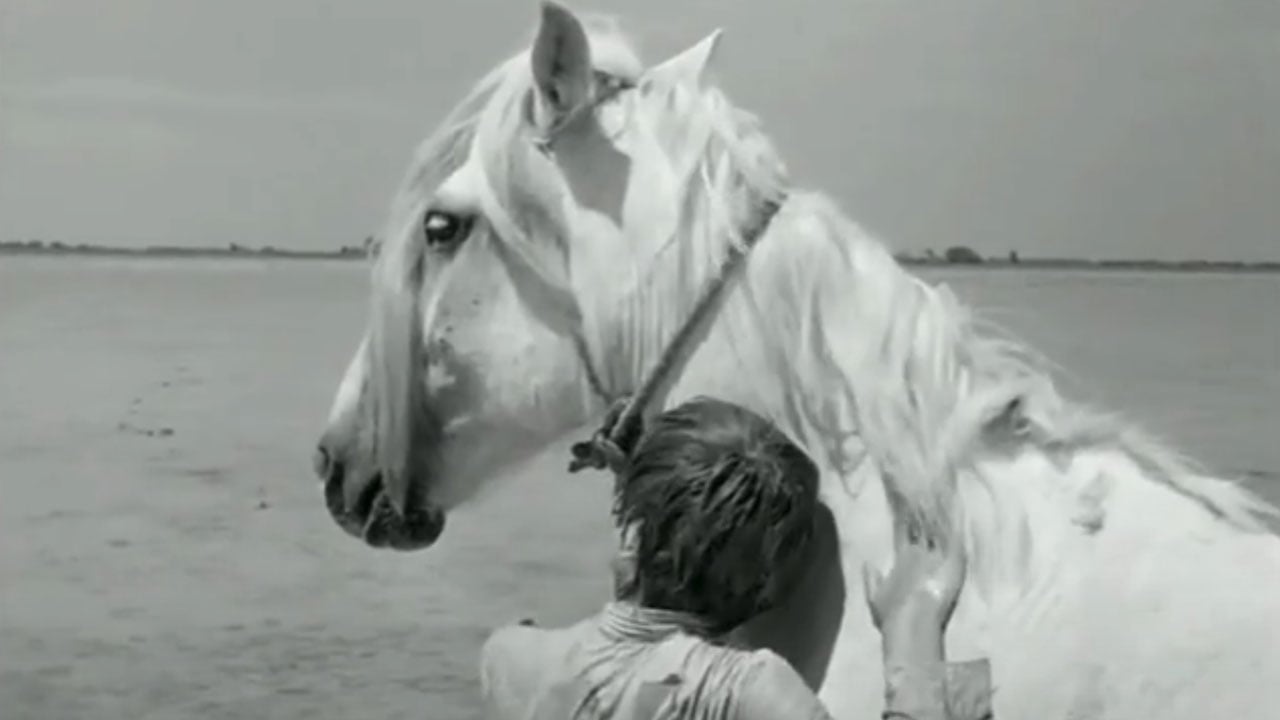 Cinéma pour les enfants : Crin-blanc, le cheval sauvage