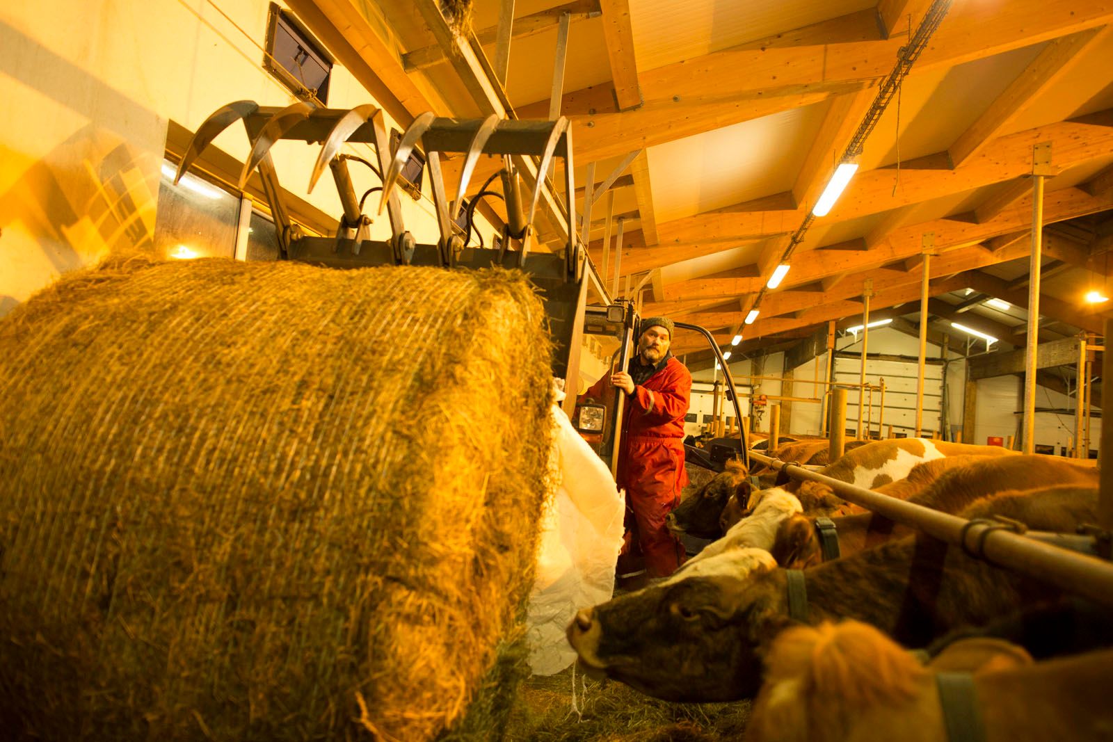 MJÓLK, La guerre du lait MJÓLK, La guerre du lait