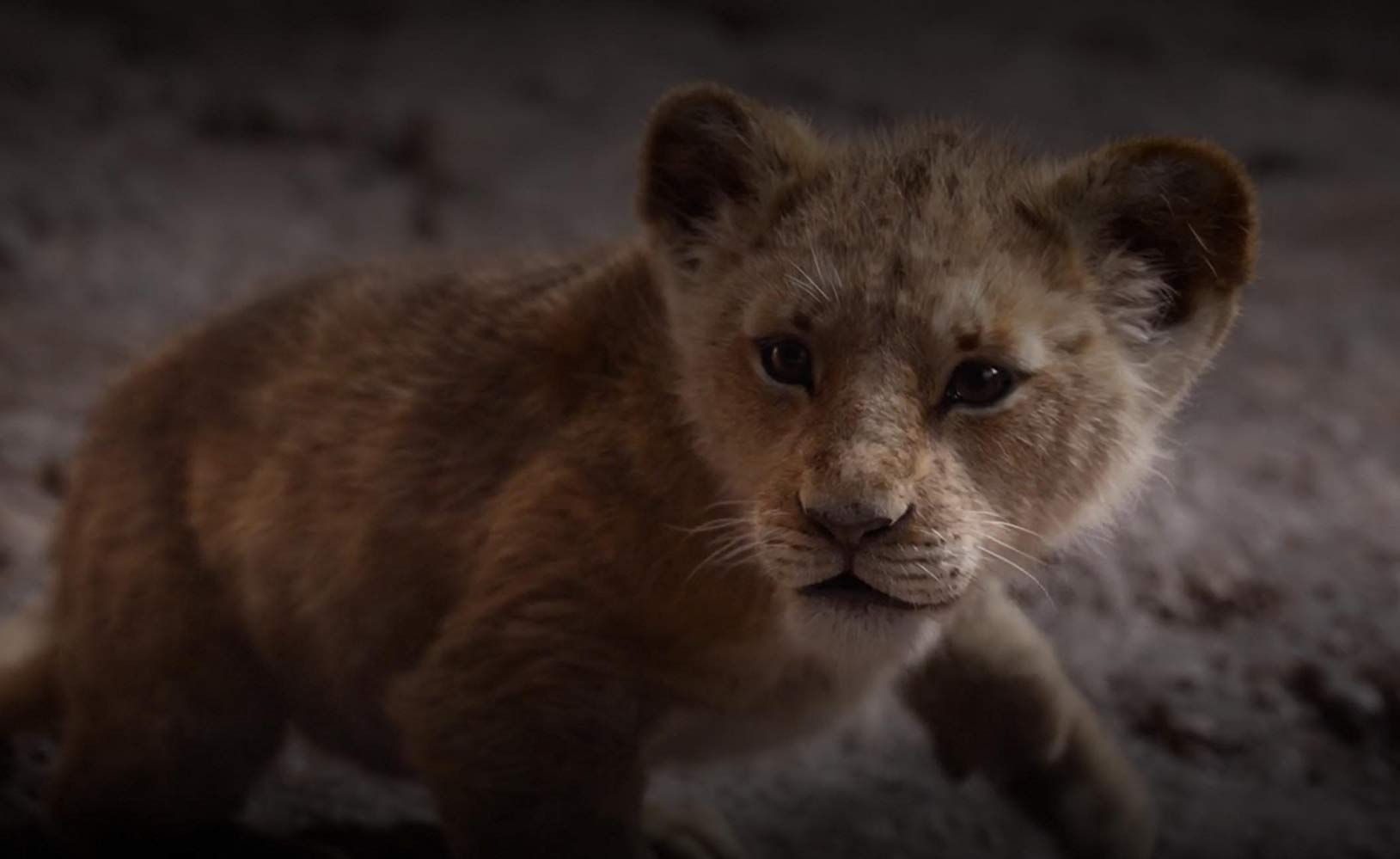 Le Roi Lion Le Roi Lion