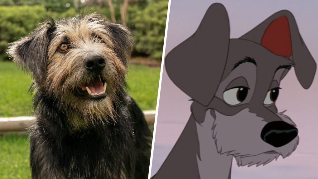 Race Chien La Belle Et Le Clochard Film La Belle et le Clochard (Disney+) : la comparaison entre le film et le