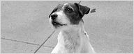 Uggie de "The Artist" : sa vie, son œuvre,... [VIDEO]