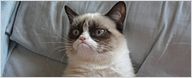 Grumpy Cat, star de cinéma !