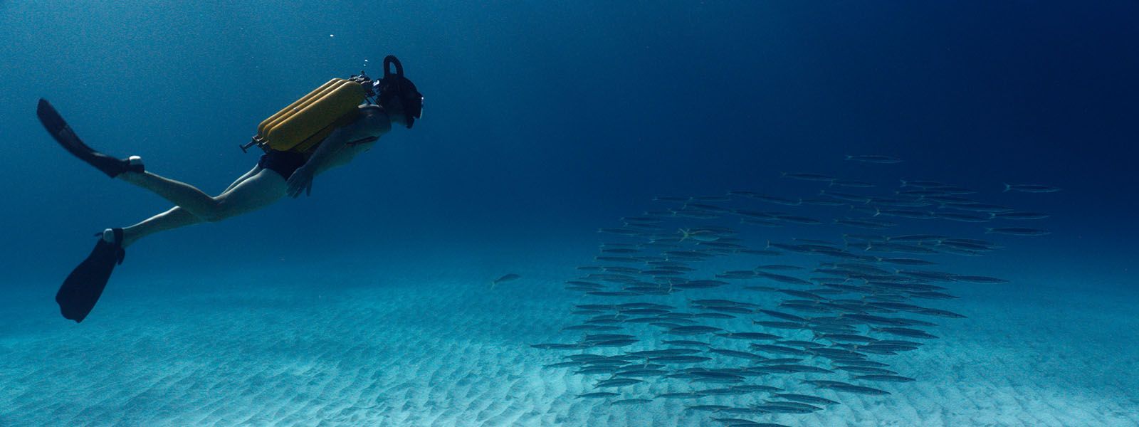 Les plans sous-marins sont juste magnifiques