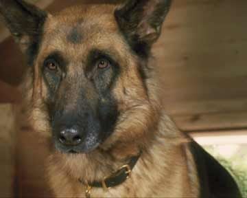 <strong>Comme chiens et chats - La Revanche de Kitty Galore</strong> Bande-annonce VF