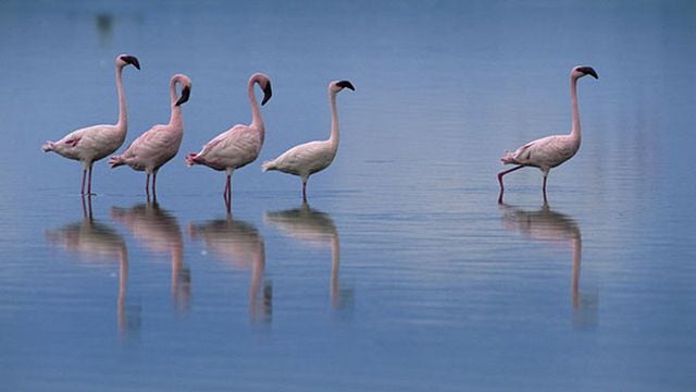 <strong>Les Ailes pourpres : le mystère des flamants</strong> Bande-annonce VF