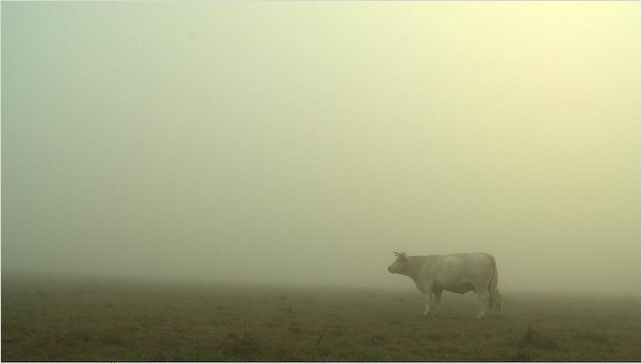 Bovines : photo