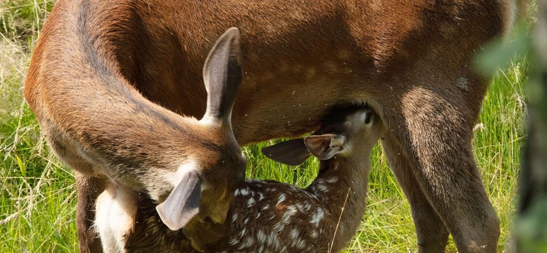 Photo du film Bambi, L'histoire d'une vie dans les bois