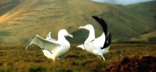 Photo du film Le peuple migrateur