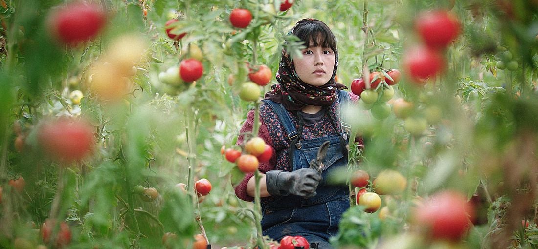Photo du film Au pays de nos frères
