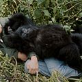 Photo David Attenborough