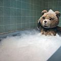 Photo Seth MacFarlane