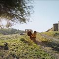 Photo Hatidze Muratova
