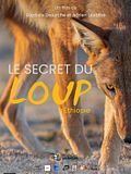 image de la vidéo Le Secret du Loup d’Éthiopie
