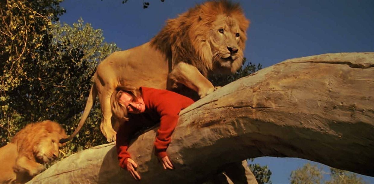 Photo 1 pour Roar