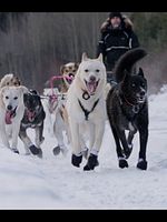 poster de Musher, l’appel de l’Alaska
