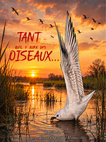 poster de Tant qu’il y aura des oiseaux