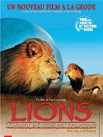 poster de Lions, combat de rois au Kalahari
