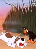 poster de Daffy Duck Hunt