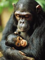 poster de Jane Goodall : retour à Gombe