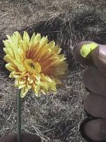 poster de La Mauvaise Herbe