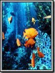 poster de Un Paradis sous la mer