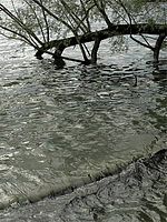 poster de A propos de Venise