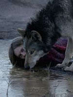 poster de Wild