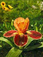 poster de Listening to Beethoven