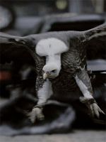 image de Urban Jungle