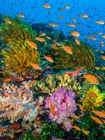 poster de Océans : Notre planète bleue