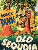 poster de Le vieux sequoia