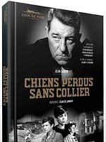 Chiens perdus sans collier