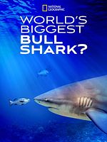 poster de Sur les traces de Big Bull